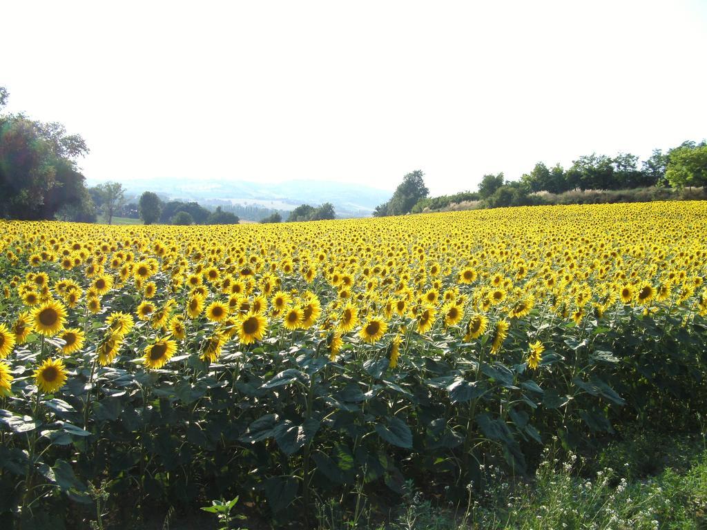 Agriturismo Relais La Scala Di Seta Villa Potenza Picena Eksteriør billede